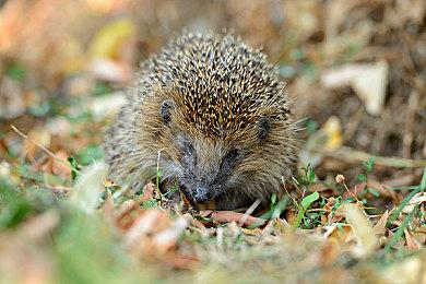 《生化危机8》Steam国区售价永降为218元 原价396元